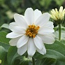 Цинния изящная (Zinnia elegans)