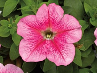 Петуния крупноцветковая (Tritunia F1)