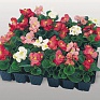 Бегония вечноцветущая (зеленая листва) (Begonia semperflorens)