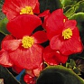 Бегония вечноцветущая (зеленая листва) (Begonia semperflorens)