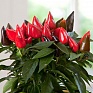 Перец летний (Capsicum annuum)