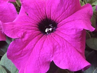 Петуния крупноцветковая (Tango F1)