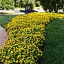 Виола рогатая (Viola cornuta)