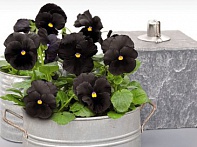 Виола виттрока