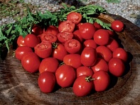 Томат (Arcobaleno F1) Томат (Arcobaleno F1)