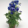 Дельфиниум крупноцветковый (Delphinium grandiflorum)