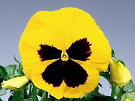 Виола Виттрока