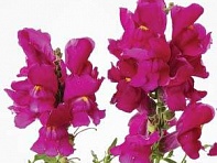 Львиный зев (Антирринум) большой (Snapshot F1)