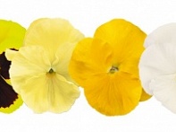 Виола виттрока