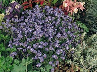 Незабудка лесная