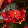 Бегония гибридная ампельная (зеленая листва) (Begonia hybrida)