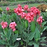 Канна садовая (Canna generalis)