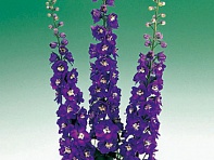 Дельфиниум высокий (Aurora F1)