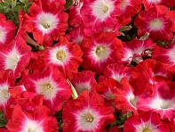 Петуния многоцветковая (Celebrity F1)