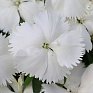Гвоздика китайская (Dianthus chinensis)