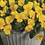 Виола Виттрока ампельная (Viola wittrockiana)