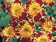 Губастик гибридный (Magic F1)