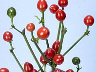 Перец летний (Cappa)