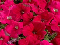 Петуния многоцветковая (Celebrity F1)
