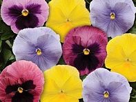 Виола виттрока (Spring Matrix F1)