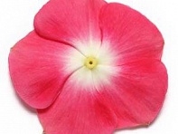 Катарантус розовый (Pacifica XP)