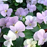 Виола рогатая (Viola cornuta)