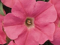 Петуния ампельная гибридная (Easy Wave F1)