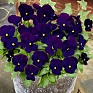 Виола рогатая (Viola cornuta)