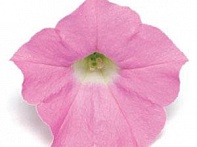 Петуния ампельная гибридная