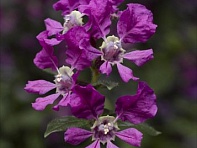 Куфея Ллавея (Sriracha F1)