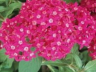 Пентас ланцетовидный (Butterfly F1)