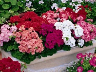 Герань (пеларгония садовая) (Multibloom F1)