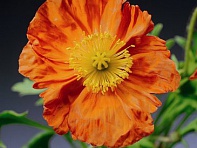 Мак голостебельный (Pulchinella)