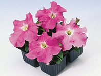 Петуния крупноцветковая (Tango F1)