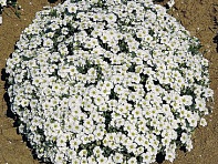 Песчанка горная ()