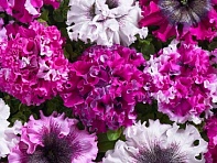 Петуния крупноцветковая (Чехия) превосходнейшая (Cherny`s Triumph)