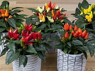 Перец летний (Salsa XP)