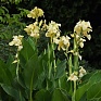 Канна садовая (Canna generalis)