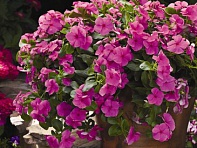 Катарантус розовый ампельный (Cora Cascade F1)
