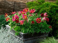 Прострел обыкновенный (Pinwheel)