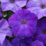 Петуния ампельная гибридная (Petunia х hybrida)