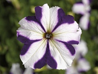 Петуния крупноцветковая (Tritunia F1)