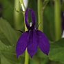 Лобелия прекрасная (Lobelia speciosa)