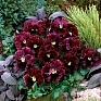 Виола виттрока махровая (Viola wittrockiana)