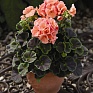 Герань (пеларгония садовая) (Pelargonium x hortorum)
