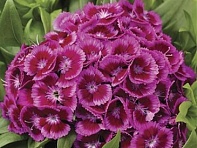 Гвоздика турецкая (Barbarini F1)