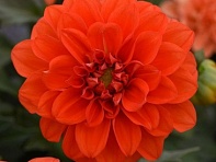 Георгина гибридная (Figaro)