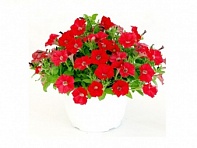 Петуния ампельная гибридная (Pendolino F1)