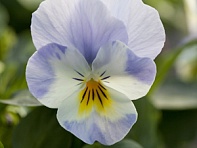 Виола рогатая (Bel Viso F1)