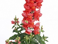 Львиный зев (Антирринум) большой (Snaptastic F1)